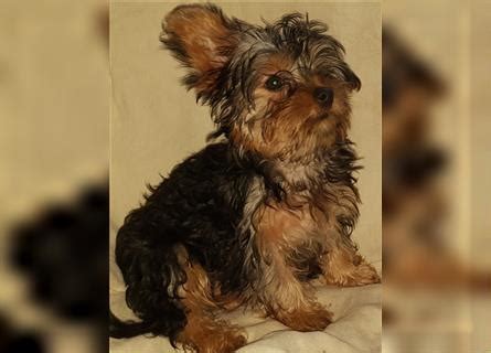 yorkshire terrier kaufen edogs.